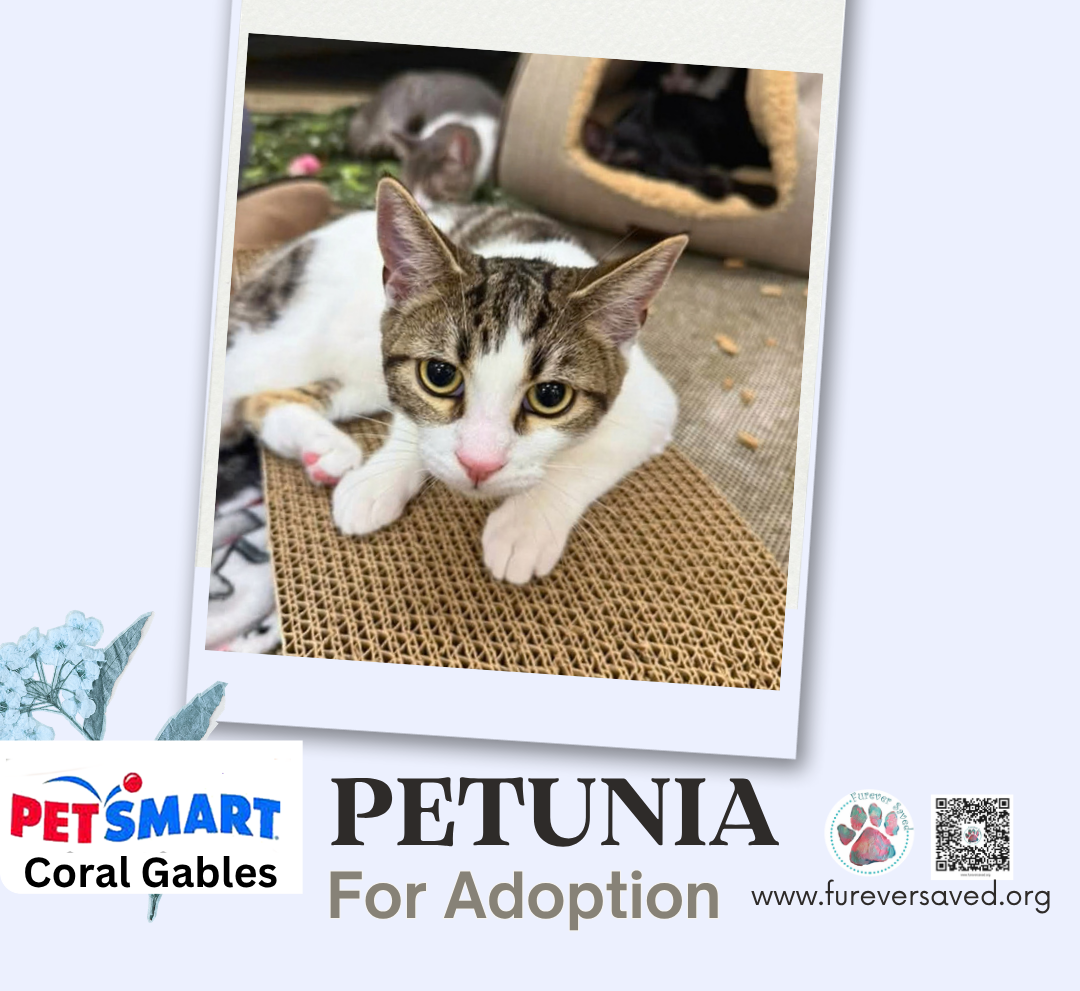 Petunia, photo 3