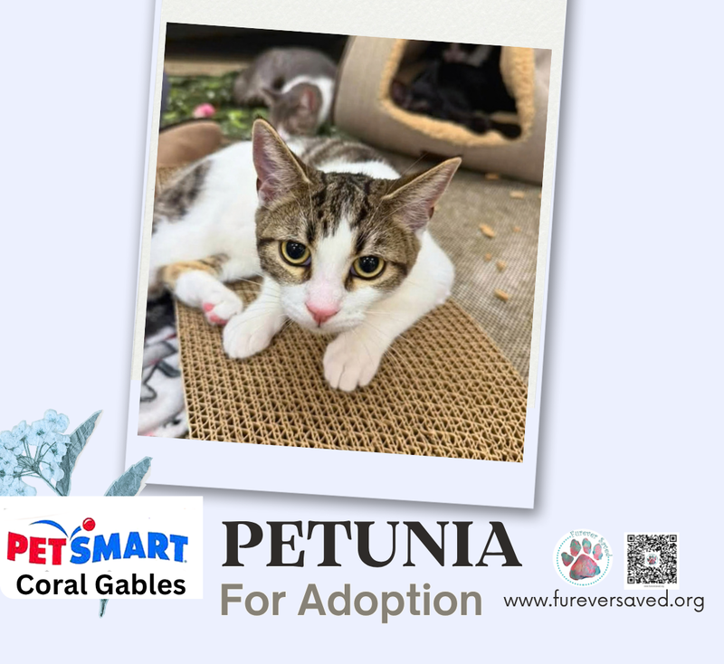 Petunia, photo 3