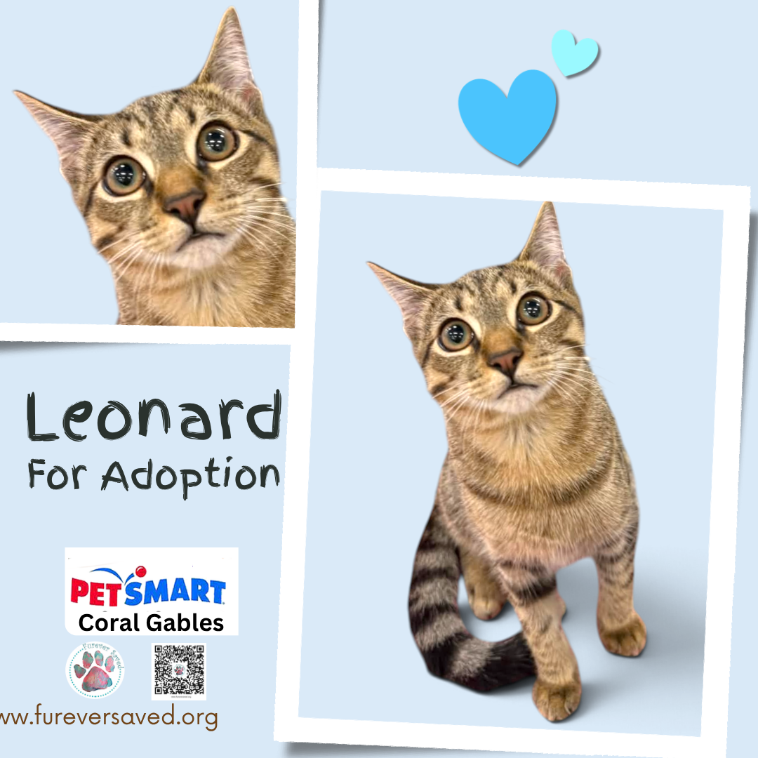 Leonard, Domestic Short Hair