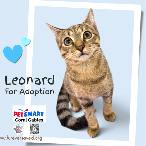 Photo 3 of Leonard