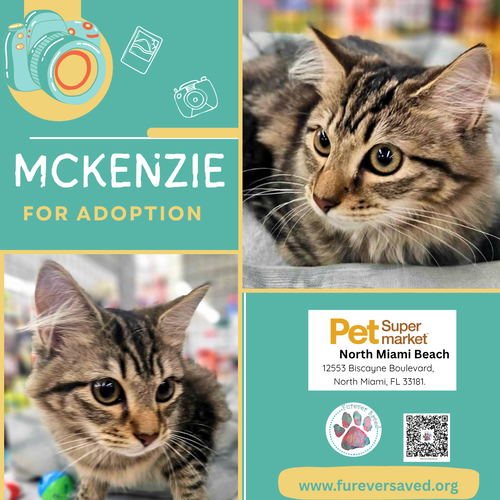 McKenzie, a cat for adoption from Furever Saved Rescue