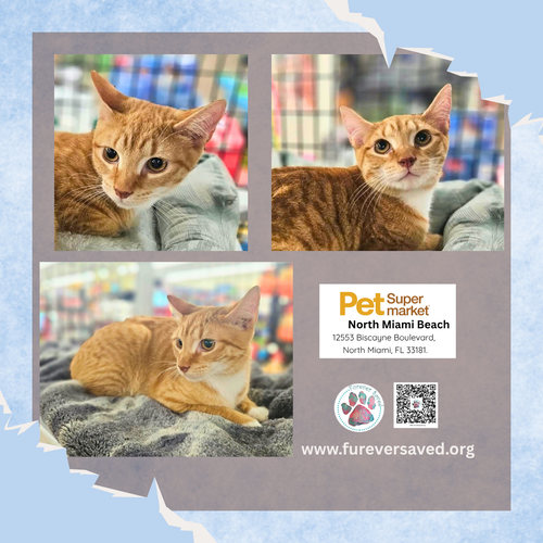 Timmy, a cat for adoption from Furever Saved Rescue