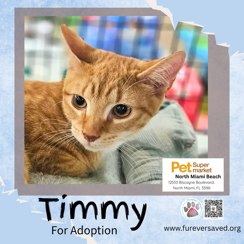 Photo 2 of Timmy