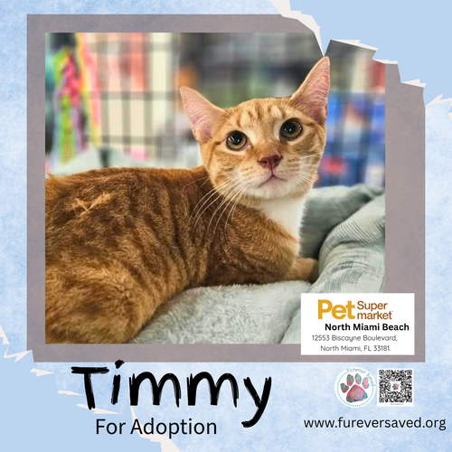 Photo 3 of Timmy