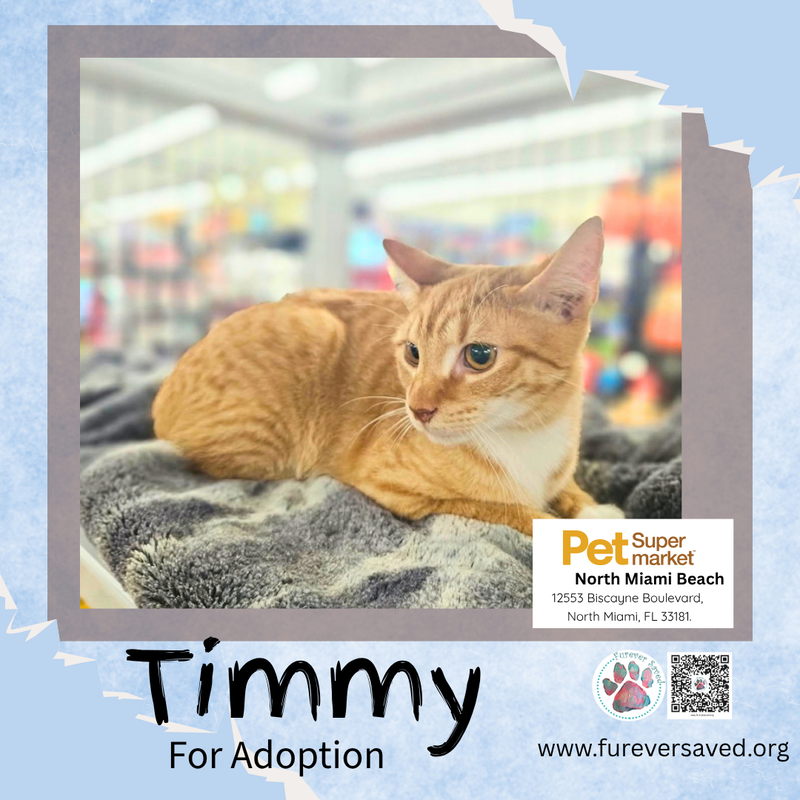 Timmy, photo 4
