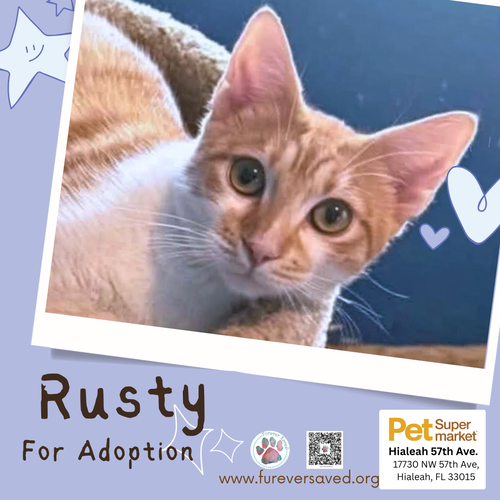 Photo 2 of Rusty