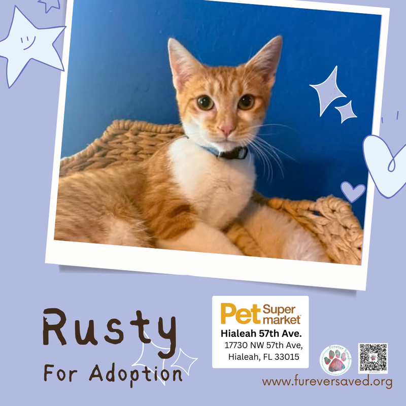Rusty, photo 3