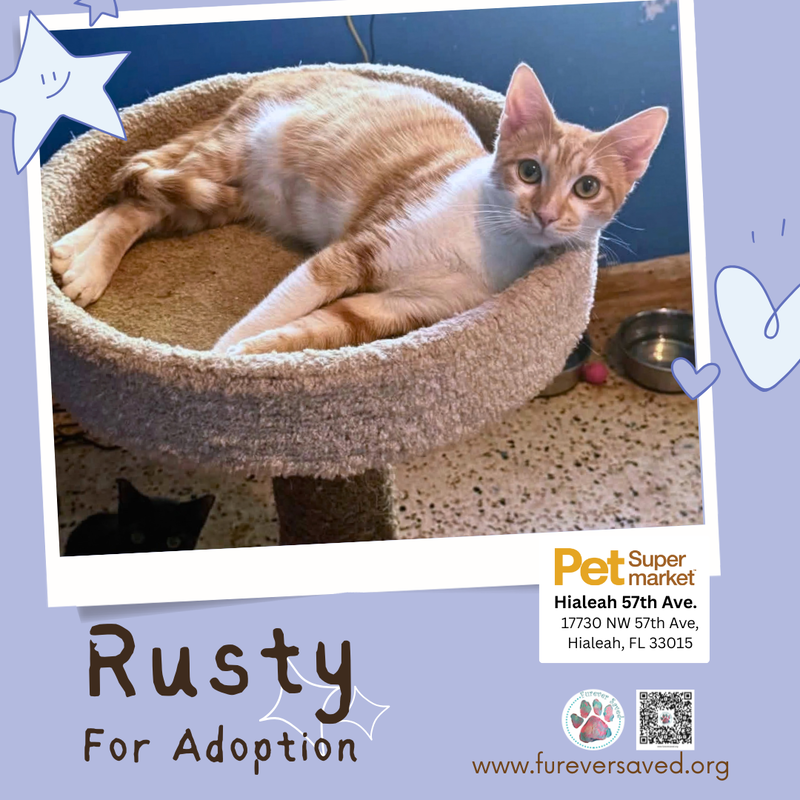 Rusty, photo 4