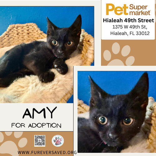 Amy, a cat for adoption from Furever Saved Rescue