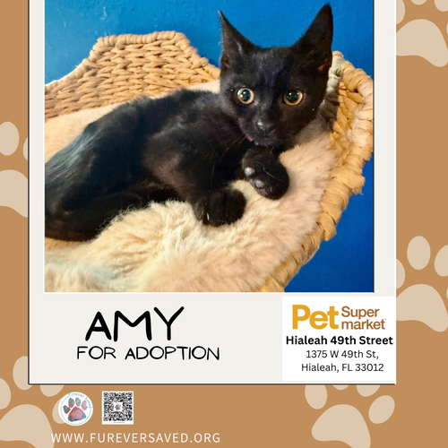 Photo 3 of Amy
