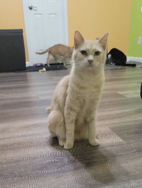 Charlotte, Adult Domestic Short Hair (short coat), cat for adoption in Marietta, Georgia