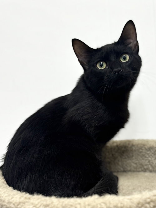 Slinky, Baby Domestic Short Hair, cat for adoption in Marietta, Georgia