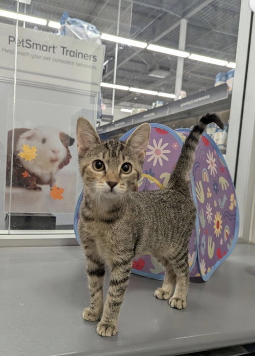 Alice, Young Domestic Short Hair (short coat), cat for adoption in Marietta, Georgia