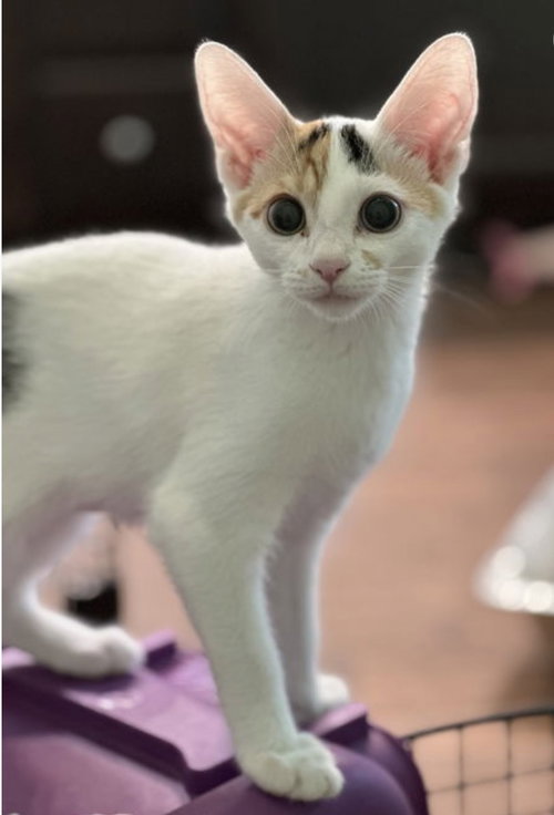 Aster, Young Calico, cat for adoption in Marietta, Georgia