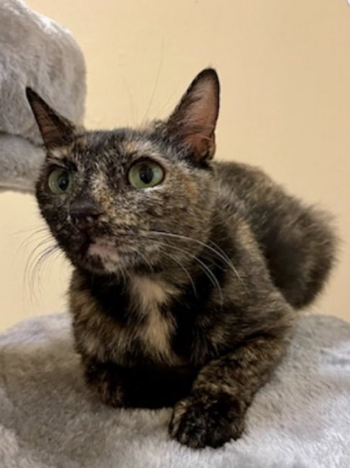 Canyon, Adult Tortoiseshell, cat for adoption in Marietta, Georgia
