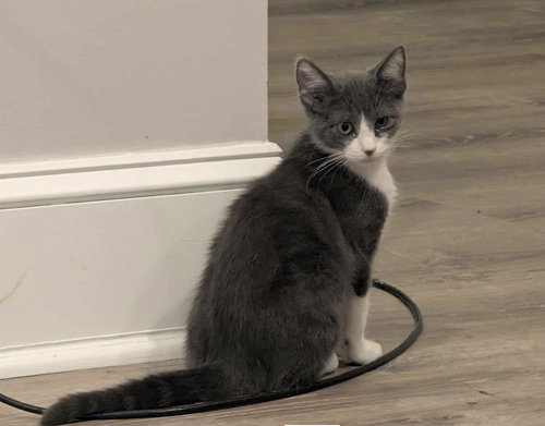 Chachi, Young Domestic Short Hair, cat for adoption in Marietta, Georgia