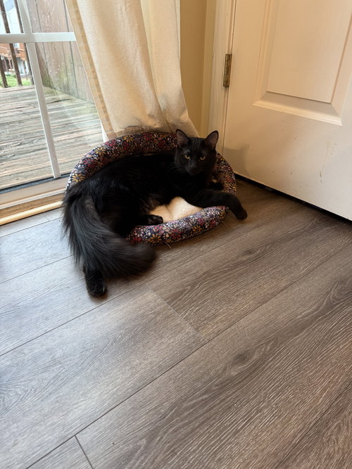 Chattooga, Young Domestic Long Hair (long coat), cat for adoption in Marietta, Georgia