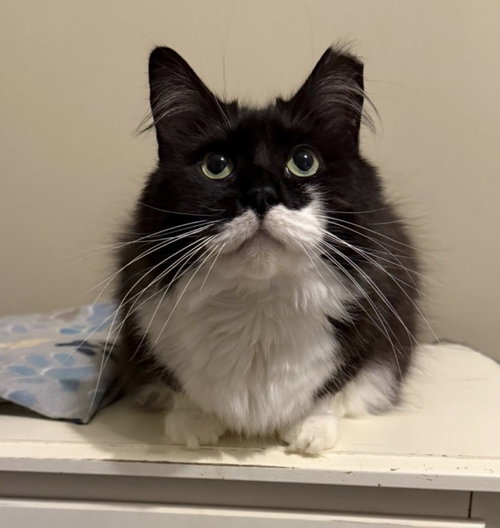 Chaplin, Adult Domestic Long Hair (long coat), cat for adoption in Marietta, Georgia