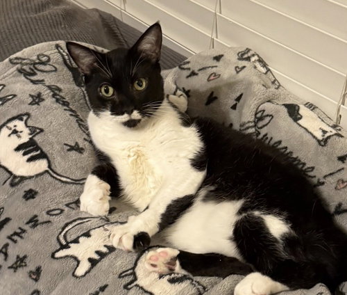 Max, Adult Domestic Short Hair (short coat), cat for adoption in Marietta, Georgia