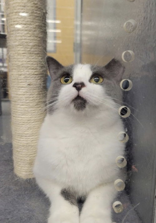 Sabrina, Adult Domestic Short Hair, cat for adoption in Marietta, Georgia