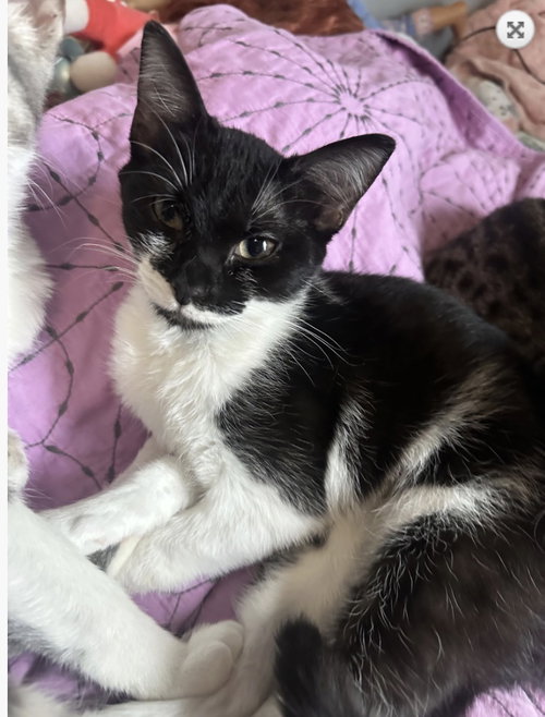 Skipper, Young Domestic Short Hair (short coat), cat for adoption in Marietta, Georgia