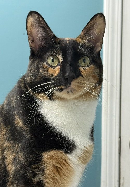 Louise, Adult Domestic Short Hair / Calico (short coat), cat for adoption in Marietta, Georgia