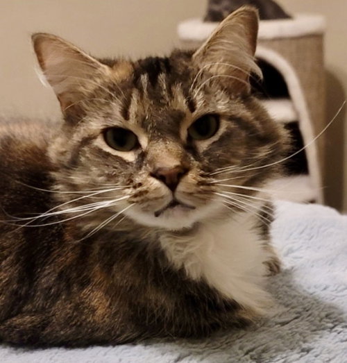Bluebell, Adult Tabby / Domestic Medium Hair (medium coat), cat for adoption in Marietta, Georgia