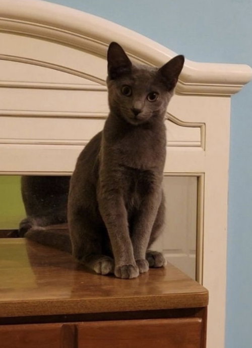 Chrissie Hynde, Adult Domestic Short Hair (short coat), cat for adoption in Marietta, Georgia