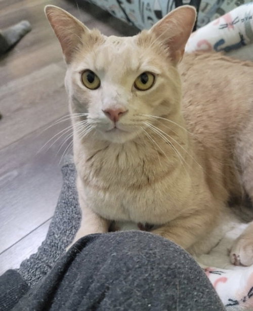 Clearwater, Adult Tabby / Domestic Short Hair (short coat), cat for adoption in Marietta, Georgia