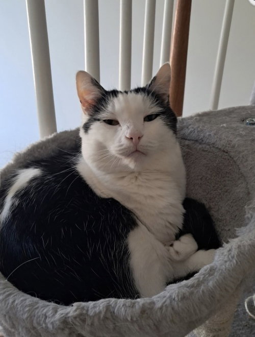 Cowboy, Adult Domestic Short Hair (short coat), cat for adoption in Marietta, Georgia