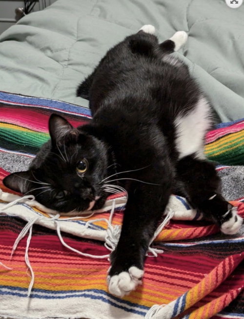 Dabi, Adult Tuxedo / Domestic Short Hair (short coat), cat for adoption in Marietta, Georgia