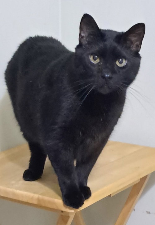 Galaxy, Adult Domestic Short Hair, cat for adoption in Marietta, Georgia