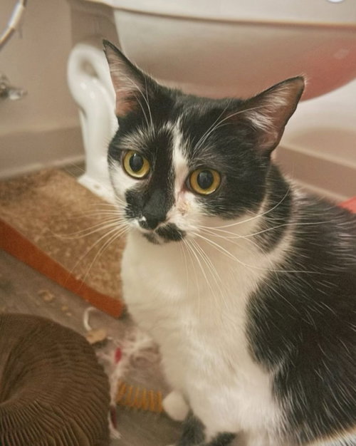 Kaia, Domestic Short Hair (short coat), cat for adoption in Marietta, Georgia