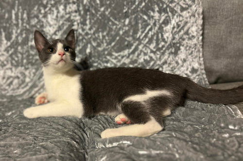 Sarah, Baby Domestic Short Hair, cat for adoption in Marietta, Georgia