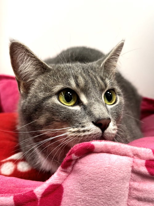 Ridley, Young Domestic Short Hair (short coat), cat for adoption in Marietta, Georgia
