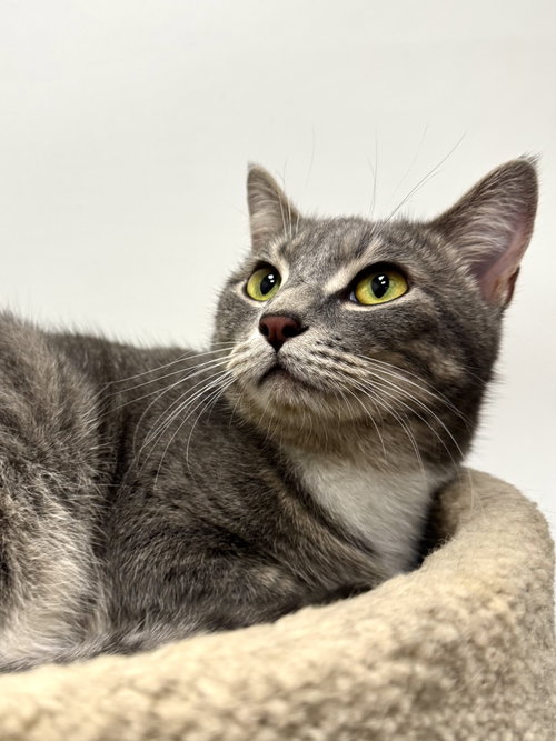 Photo 3 of Ridley