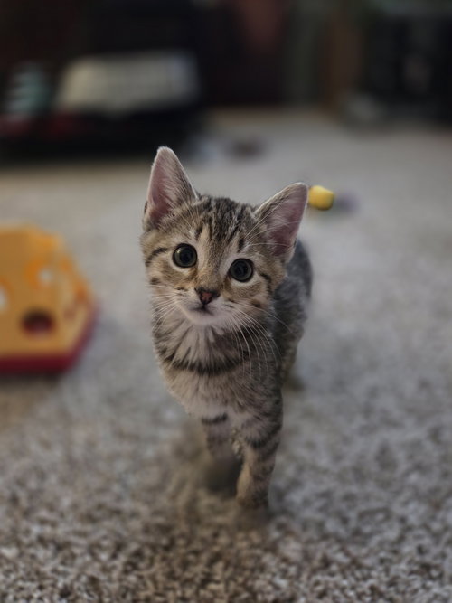Koala, Baby Domestic Short Hair / Tabby (short coat), cat for adoption in Marietta, Georgia