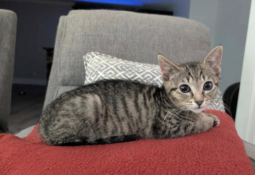 Bonnie, Young Domestic Short Hair / Tabby (short coat), cat for adoption in Marietta, Georgia
