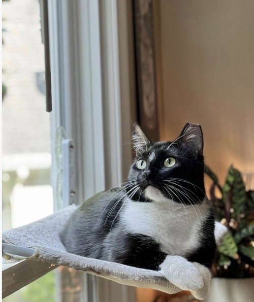 Benny, Adult Tuxedo / Domestic Short Hair, cat for adoption in Marietta, Georgia