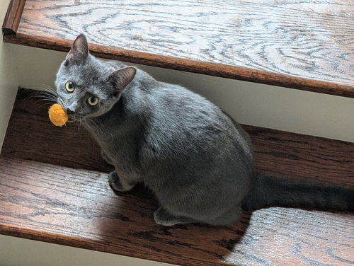 Joanie, Young Domestic Short Hair, cat for adoption in Marietta, Georgia