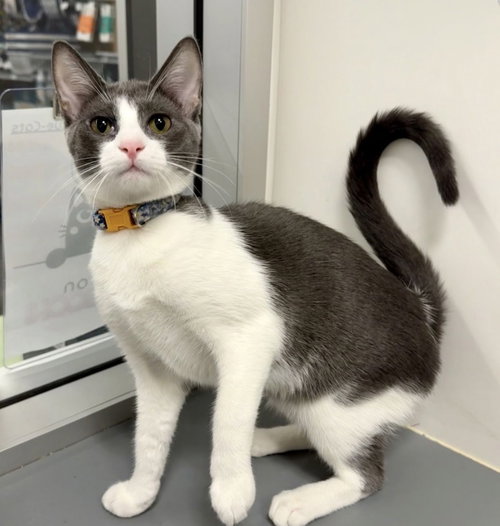 Rachel, Young Domestic Short Hair, cat for adoption in Marietta, Georgia