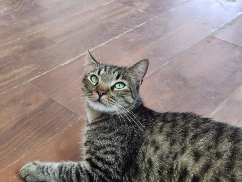Linus, Adult Bengal / Domestic Short Hair / Mixed (short coat), cat for adoption in La Puente, California