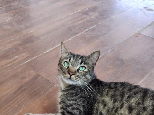 Linus photo 2