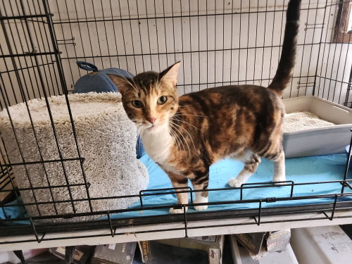 Opal, Adult Domestic Short Hair / Mixed (short coat), cat for adoption in La Puente, California