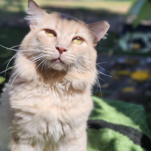Lionel, Adult Domestic Long Hair / Tabby / Mixed (long coat), cat for adoption in La Puente, California