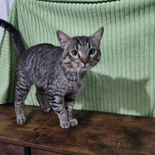 Linus