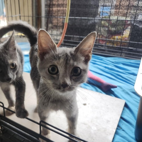 Itsy & Bitsy, an adoptable Tortoiseshell in Long Beach, CA