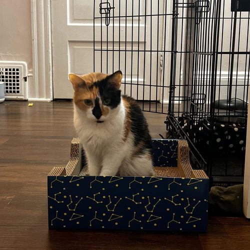 Autumn, Adult Domestic Short Hair (short coat), cat for adoption in Warren, Ohio