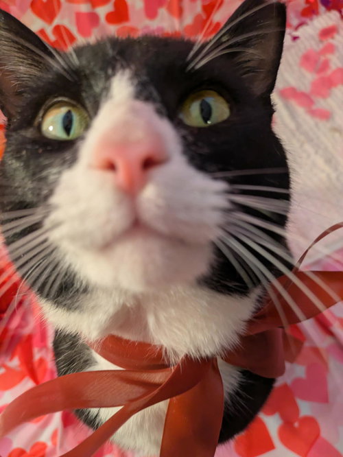 Grover, Adult Domestic Short Hair (short coat), cat for adoption in Warren, Ohio