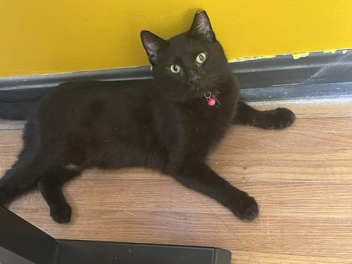 Oscar, an adoptable Domestic Short Hair in Maple Heights, OH